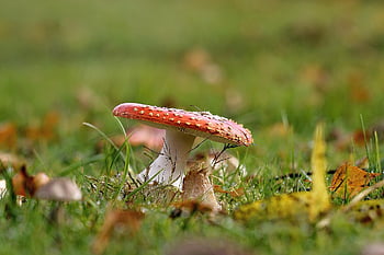 houba, muchomůrka, létat amanita, červená houba, lesní houby, les, Příroda, zblízka, obrazovka houba, Druhy hub