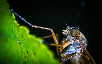 macro photography, brown mosquito, detailed macro image, fly, green leaf, compound eyes, insect, close-up, nature, wildlife, entomology