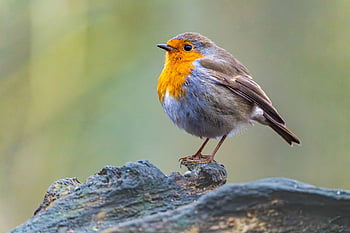 robin, bird, animal, european Robin, feathers, wildlife, songbird, beak, plumage, tree, nature