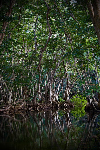 mangroves, river, saint Lucia, nature, swamp, wetland, landscape, forest, mangrove, environment, focus