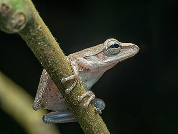 Frosch, Amphibie, Tier, Augen, Ast, Tierwelt, Natur, Wasser-, Nahansicht, feuchte Haut, Web Füße