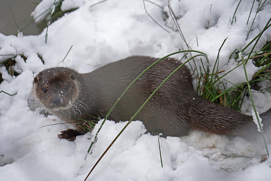 vydra, zvíře, vodní živočich, savec, zimní, Příroda, druh, fauna