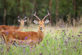 Brown Impala, Letní pastviny, Vibrující květy, Elegantní Impala, nápadní parohy, svěží krajina, fotografování divoké zvěře, africké divoké zvěře, přirozené prostředí, druhy antilopy, travní ekosystém