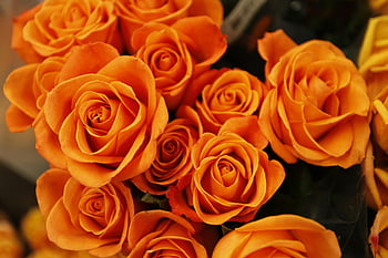 orange roses, vibrant orange, full bloom, floral arrangement, detailed close-up, orange petaled flower, lush flowers, orange rose bed, orange rose bouquet, orange rose garden, orange rose petals