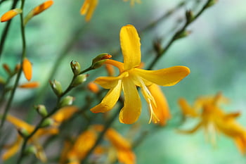 montbretia, květinové tapety, krásné květiny, květiny, žluté květy, crocosmia × crocosmiiflora, zblízka, flóra, keř, květinové pozadí, zahrada