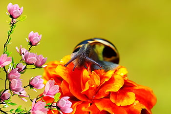 wightyżyk jager, molluscum, bloem, de tagetes, mooie bloemen, cornflakes, vegetatie, dieren, natuur, buiten, ongewervelden