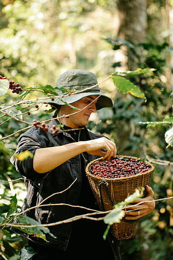 young male horticulturist, red coffee beans, garden, harvesting, ripe coffee cherries, lush plantation, sunlit, farmer, coffee plantation, basket, outdoor work