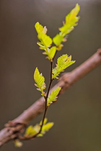 leaflets, leaves, plant, new Branch, tree, shrub, fresh, young, spring, nature, closeup