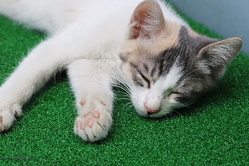 cat, stray Cat, pet, gilnyangyi, kitten, animal, cute, pets, meow, nature, kitty