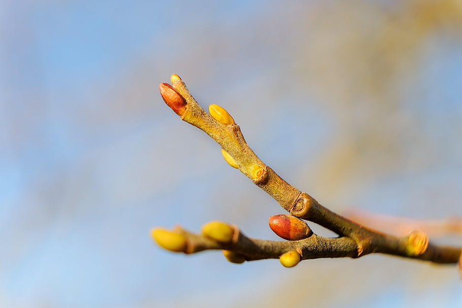 bud, branch, spring, nature, blossom, bloom, plant, flowering Branch, spring Awakening, pink, close Up