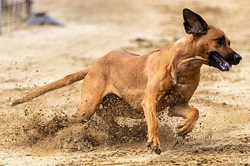 hund racer, væddeløbsbane, løb, natur, sport, Hundesport, kanin jagt, dyr, At jage, Rhodesia Ridgeback