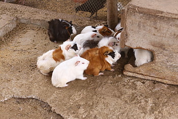hamsters, mico, mono, zoo, amazonia, naturaleza, nature, rancho, animal, silvestre, fauna