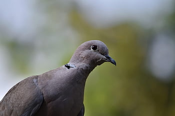 krůtí holub, Collared Pigeon, pták, holubice, zvíře, Příroda, fauna