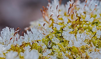 ice Cream, ice Crystal, winter, frost, frozen, crystals, hoarfrost, icy, crystal Formation, ripe, moss