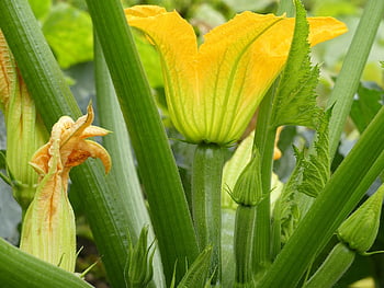 zucchini Flowers, zucchini, summer Squash, vegetables, garden, cultivation, bio, health, vegetarian, vegan