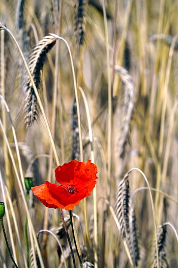 wheat, poppy, wheat Field, field, cereals, barley, crops, wheat Crops, arable Land, agriculture, farm