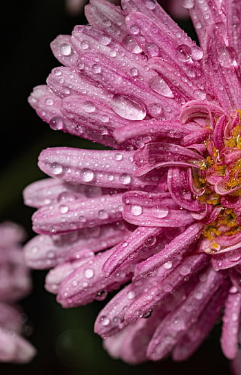 flower, beautiful Flowers, flower Wallpaper, daisy, marguerite, nature, boston Daisy, cobbitty Daisy, fuchsia, magenta, flower Background