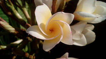 bílý květ okvětní lístek, plumeria, žluté centrum, krásné makro, kvetoucí květina, bílý květ, květinové fotografie, makro fotografie, přírodní krásy, venkovní květiny, žlutý a bílý květ