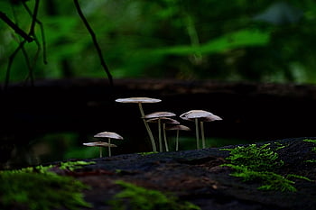 mushrooms, fungus, fungi, plants, weeds, forest, nature