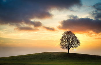 sky, tree, field, sunset, clouds, hill, meadow, single, single Tree, tree Silhouette, dusk