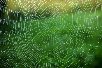 pavučina, web, rosa, ranní rosa, kapky rosy, mokré, pavoučí síť, Příroda, svítání, ráno, detailní