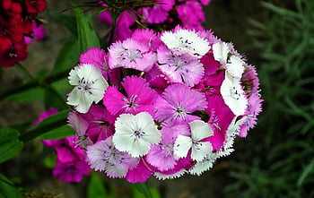 nellik, blomster, anlegg, blomst tapet, petals, blomst, blomst bakgrunn, vakre blomster, stein, sommer, fargerik