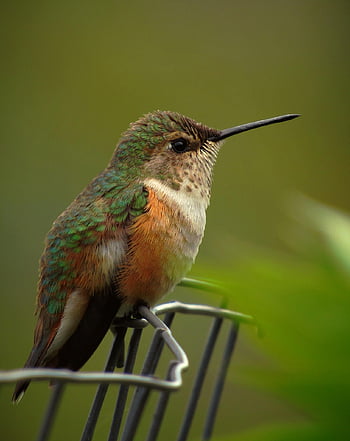 kolibřík, bzučení, pták, malý, Příroda, volně žijících živočichů, zvíře, divoký, rufous