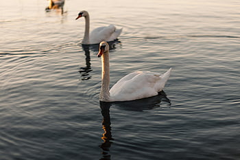 bílá labuť, plavání, klidná scéna, půvabné labutě, klidné jezero, během dne, fotografování přírody, vodní ptáci, volně žijících živočichů, Přírodní krásy, Mírové prostředí