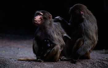 baboons, monkeys, mammals, animal, wildlife, primates, nature, africa, zoo