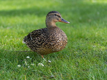 divoká kachna, kachna, vodní pták, pták, ornitologie, druh, fauna, zvíře, volně žijících živočichů, zobák, peří
