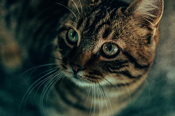 hnědá mourovatá kočka, detailní fotografie, zvědavé mourovaté kotě, Nárazné zelené oči, jemná srst, rozkošná kočka, mourovatá kočičí tvář, kočičí vousy, kočičí oči, kočka portrét, fotografování zvířat