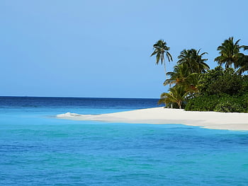 Bäume am Ufer, tropischer Strand, Dhaalu-Atoll, Malediven, weißer Sand, türkisfarbenes Wasser, Palmen, Pristiner Strand, Ruhe, Insel, Meerblick