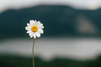 daisy, flower, flower Wallpaper, lake, nature, flower Background, summer, beautiful Flowers, plant