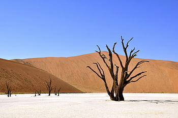 Deadvlei poušť, mrtvé stromy, písečné duny, modrá obloha, namibie, Kultovní krajina, Přírodní krásy, Vyprahlé prostředí, pouštní scenérie, dechberoucí výhled, Bílá hliněná pánev