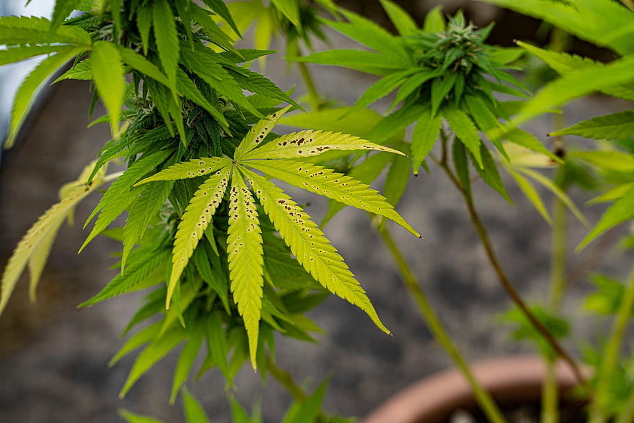 leaves, plant, herbal, hemp, foliage, nature, closeup