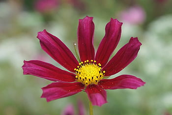 宇宙、 花、 赤、 ガーデンコスモス、 フローラ、 工場、 観賞用植物、 自然、 cosmos bipinnatus、 咲く、 HDの壁紙