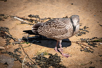 seagull, brown Gull, juvenile Gull, bird, nature, juvenile Black-backed Gull, juvenile Herring Gull, gull Foraging, ornithology, gulls Wallpaper, gulls Background
