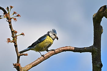 blue Tit, feed, bird, branch, perched, perched Bird, ave, avian, ornithology, birdwatching, animal