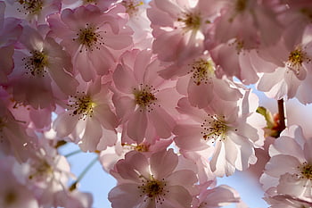 třešňové květy, okrasná třešeň, kvetoucí větev, Příroda, japonská třešeň, květ, prunus serrulata, jaro, východní asijské třešeň, sakura, zblízka