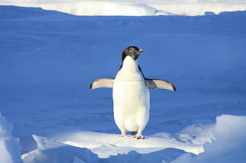 Adélie penguin, close up photography, penguin on snow, Antarctica, natural winter habitat, standing on ice, Antarctic wildlife, penguin habitat, snow-covered landscape, Antarctic penguin, ice environment