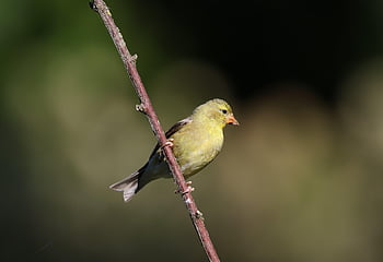 jilguero, pájaro, animal, pico, plumas, plumaje, aviar, posado, fauna silvestre, naturaleza, ornitología