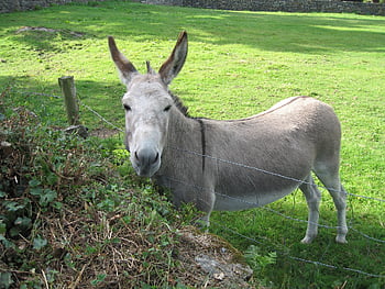 Esel, Tier, Feld, Bauernhof, Maultier, Natur, süß, grüne Farm