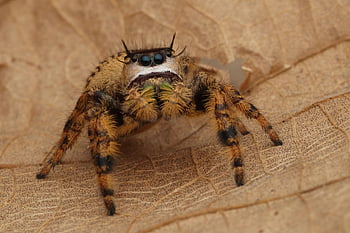 hmyz, pavouk, entomologie, zebra pavouk, volně žijících živočichů, zvíře