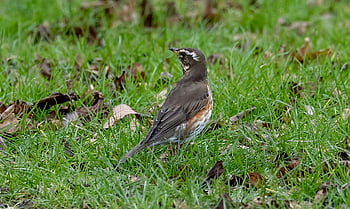 redwing, bird, meadow, fieldfare, migratory Bird, thrush, animal, plumage, beak, grass, nature