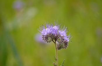 Krajka Phacelia, hd tapetu, fialové květy, rostlina, květ, phacelia tanacetifolia, květinové tapety, květiny pozadí, květinové pozadí, příroda tapety, krásné květiny