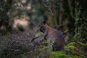 wallaby, červenohrdlý, wallaby, Bennettova klokan, macropus rufogriseus, vačnatec, býložravec, savec, zvíře, tasmánie, Austrálie, volně žijících živočichů
