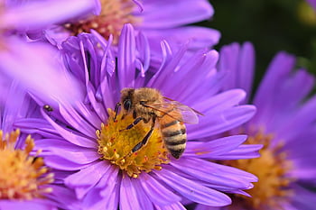 bee, flower, petals, herbstaster, garden, aster, close Up, fall, blossom, bloom, violet