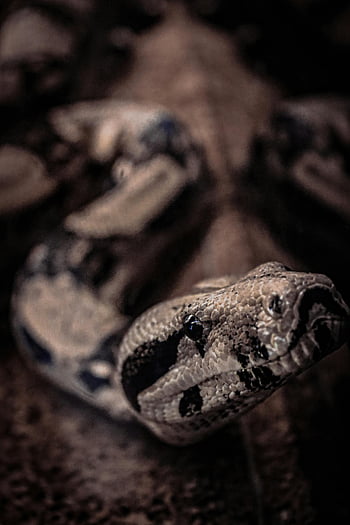 python hoofd, detailopname, ingewikkelde patronen, texturen, slang, reptiel, gedetailleerd, dieren in het wild, natuur, macrofotografie, dier