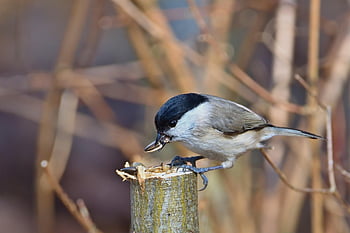bird, marsh Tit, ornithology, winter, feed, park, nature