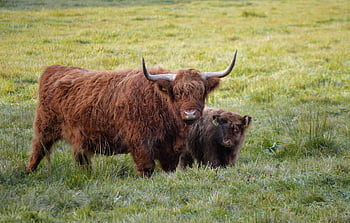 bovini dell'altopiano, vitello, mucche, bovino, pascolo, animali, natura, Estate inoltrata, pascolare, prato, agricoltura